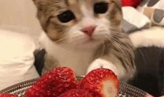 猫可以吃什么水果和蔬菜